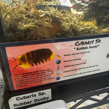 Cubaris Sp. Rubber Ducky Isopod Bin Label